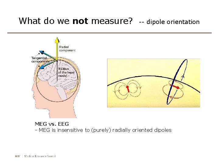 What do we not measure? -- dipole orientation MEG vs. EEG - MEG is What do we not measure? -- dipole orientation MEG vs. EEG - MEG is