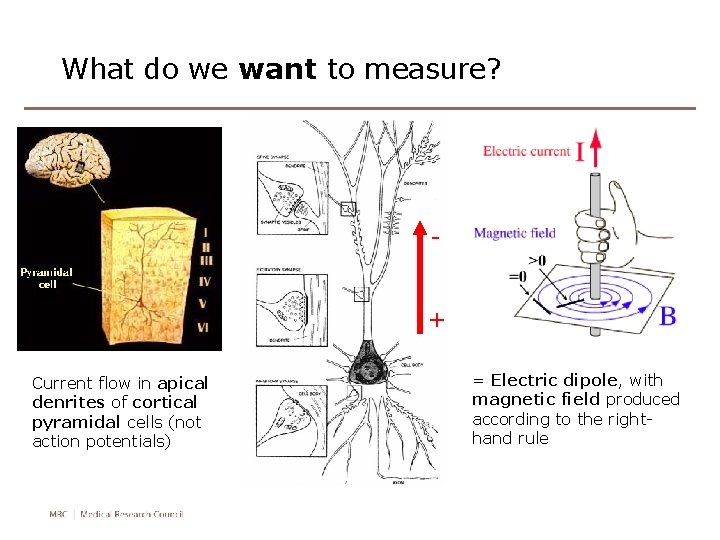 What do we want to measure? + Current flow in apical denrites of cortical What do we want to measure? + Current flow in apical denrites of cortical