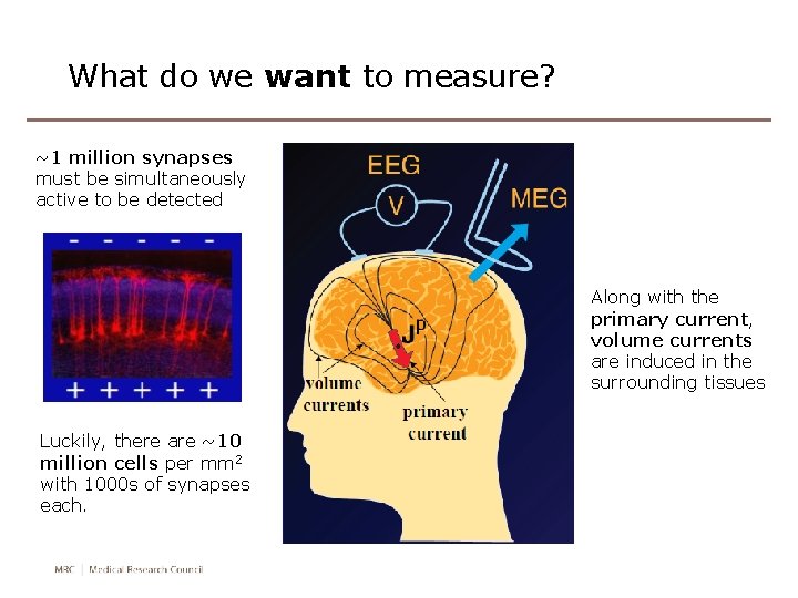 What do we want to measure? ~1 million synapses must be simultaneously active to What do we want to measure? ~1 million synapses must be simultaneously active to