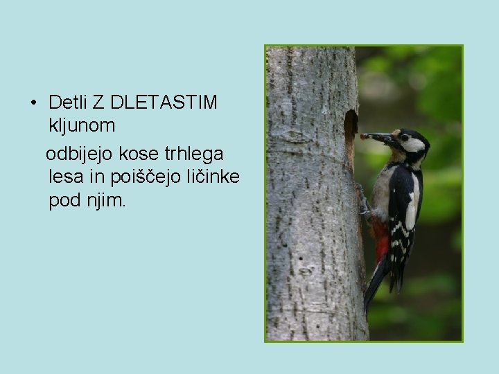  • Detli Z DLETASTIM kljunom odbijejo kose trhlega lesa in poiščejo ličinke pod