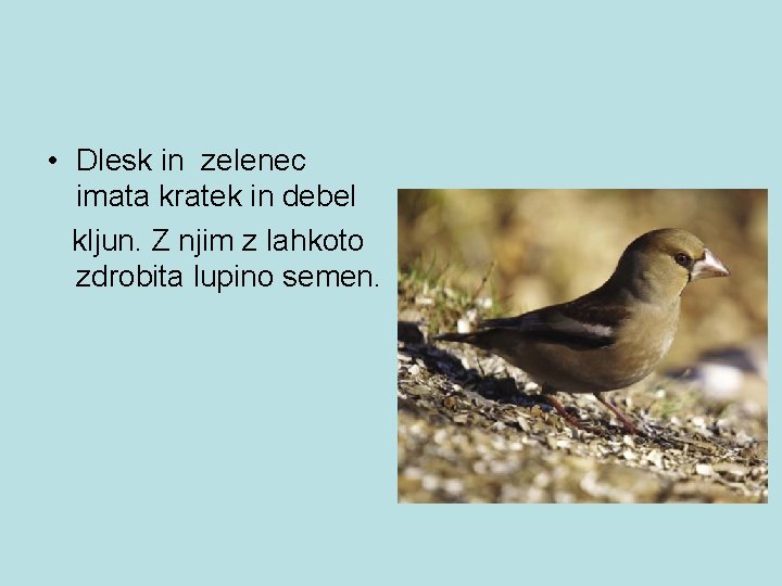  • Dlesk in zelenec imata kratek in debel kljun. Z njim z lahkoto