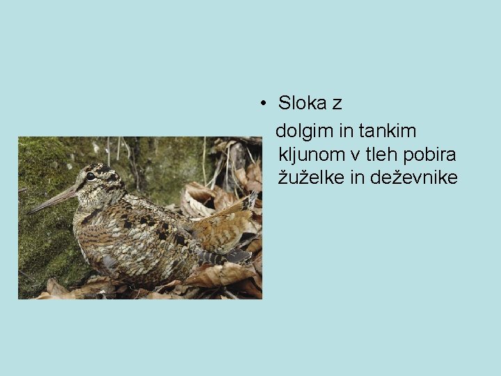  • Sloka z dolgim in tankim kljunom v tleh pobira žuželke in deževnike