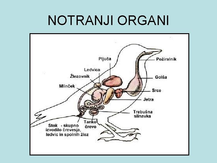 NOTRANJI ORGANI 