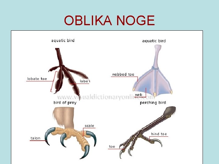 OBLIKA NOGE 