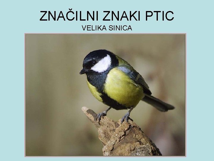 ZNAČILNI ZNAKI PTIC VELIKA SINICA 