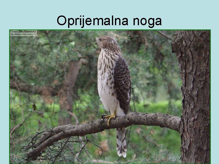 Oprijemalna noga 