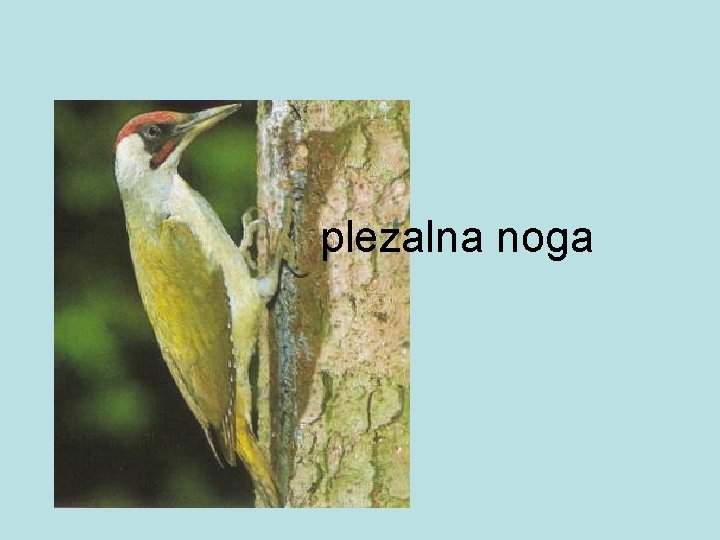 plezalna noga 