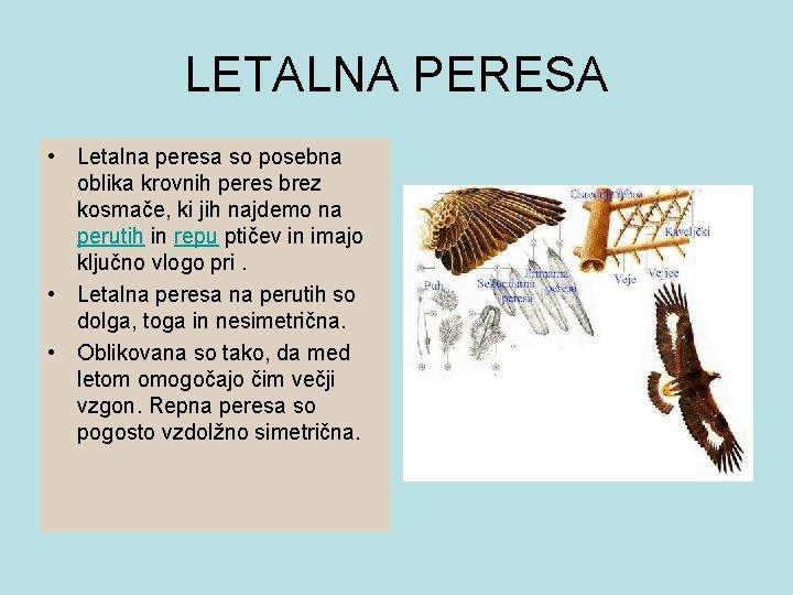 LETALNA PERESA • Letalna peresa so posebna oblika krovnih peres brez kosmače, ki jih