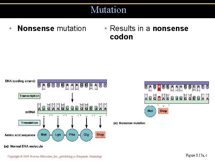 Mutations Copyright 2004 Pearson Education Inc publishing as