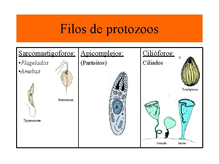 Filos de protozoos Sarcomastigoforos: Apicomplejos: Cilióforos: • Flagelados • Amebas Ciliados (Parásitos) 