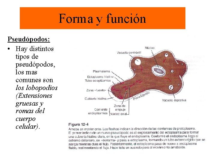 Forma y función Pseudópodos: • Hay distintos tipos de pseudópodos, los mas comunes son