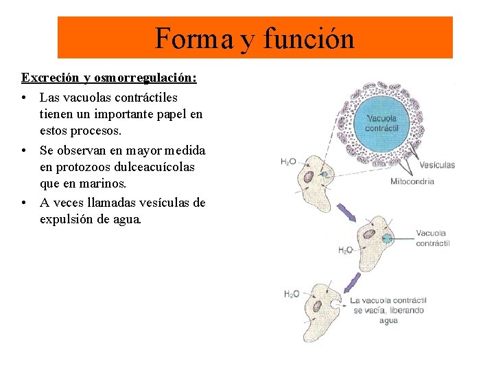 Forma y función Excreción y osmorregulación: • Las vacuolas contráctiles tienen un importante papel