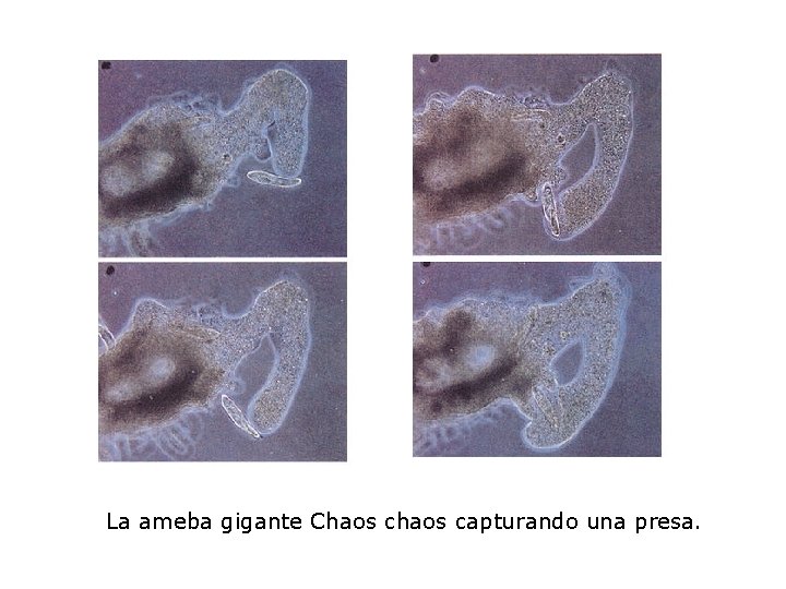 La ameba gigante Chaos capturando una presa. 