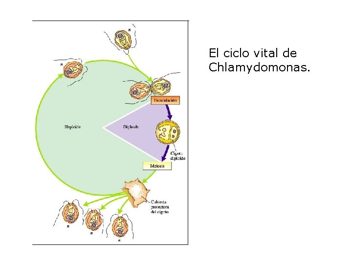 El ciclo vital de Chlamydomonas. 