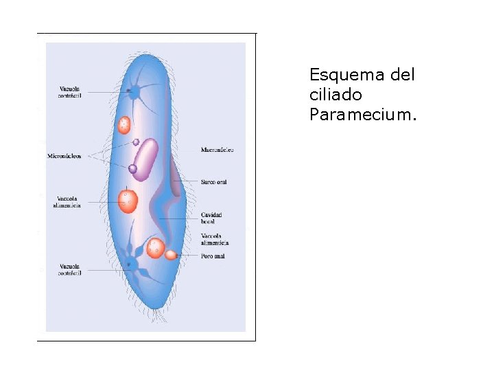 Esquema del ciliado Paramecium. 