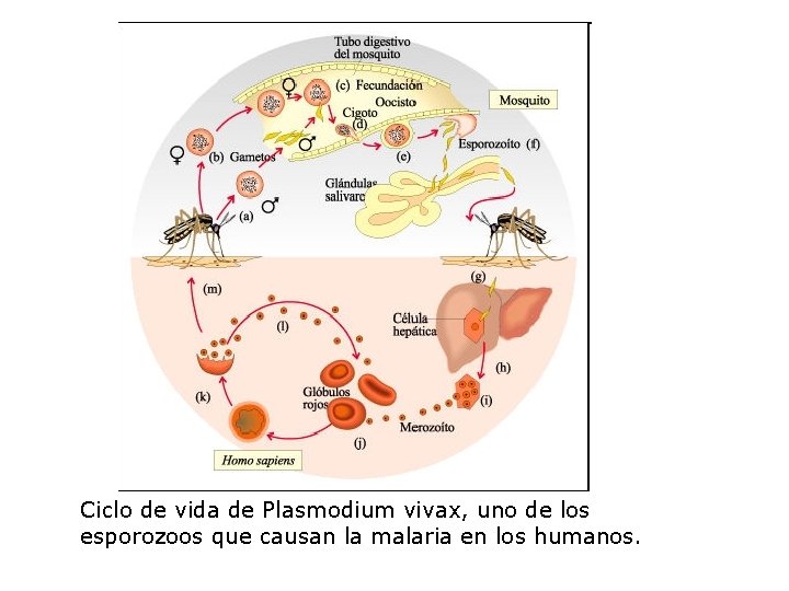 Ciclo de vida de Plasmodium vivax, uno de los esporozoos que causan la malaria