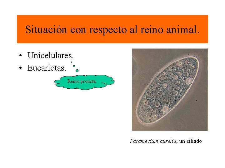 Situación con respecto al reino animal. • Unicelulares. • Eucariotas. Reino protista. Paramecium aurelia,