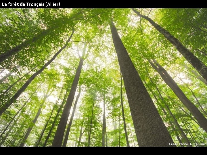 La forêt de Tronçais (Allier) 