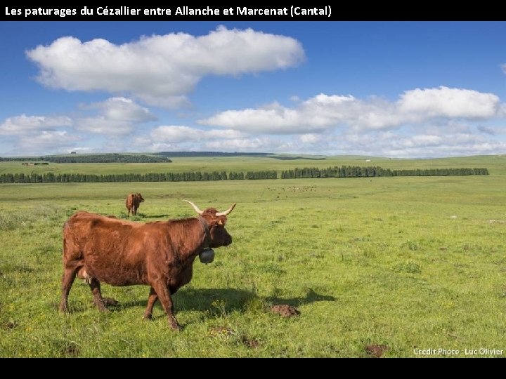 Les paturages du Cézallier entre Allanche et Marcenat (Cantal) 