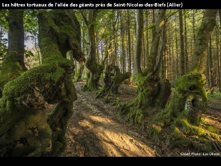Les hêtres tortueux de l'allée des géants près de Saint-Nicolas-des-Biefs (Allier) 