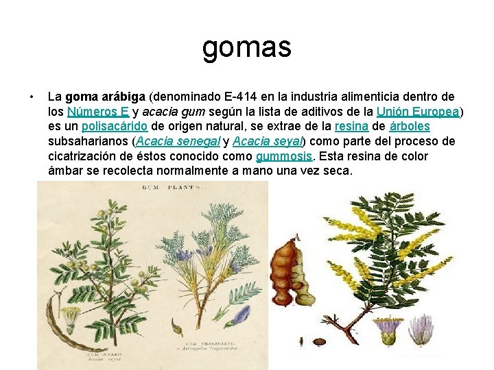 gomas • La goma arábiga (denominado E-414 en la industria alimenticia dentro de los