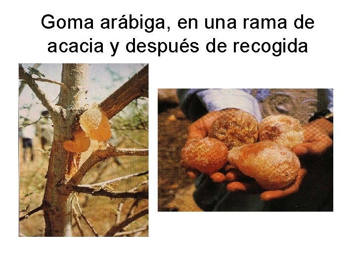 Goma arábiga, en una rama de acacia y después de recogida 
