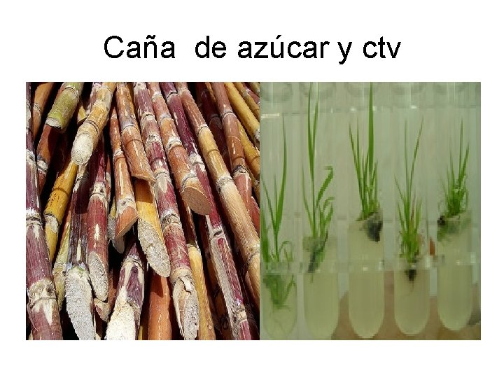 Caña de azúcar y ctv 