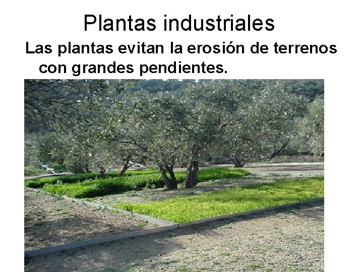Plantas industriales Las plantas evitan la erosión de terrenos con grandes pendientes. 