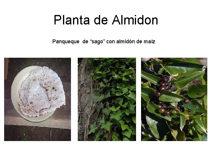 Planta de Almidon Panqueque de “sago” con almidón de maíz 