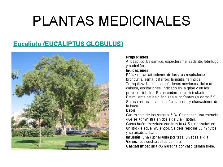 PLANTAS MEDICINALES Eucalipto (EUCALIPTUS GLOBULUS) Propiedades Antiséptico, balsámico, expectorante, sedante, febrífugo y sudorífico. Indicaciones