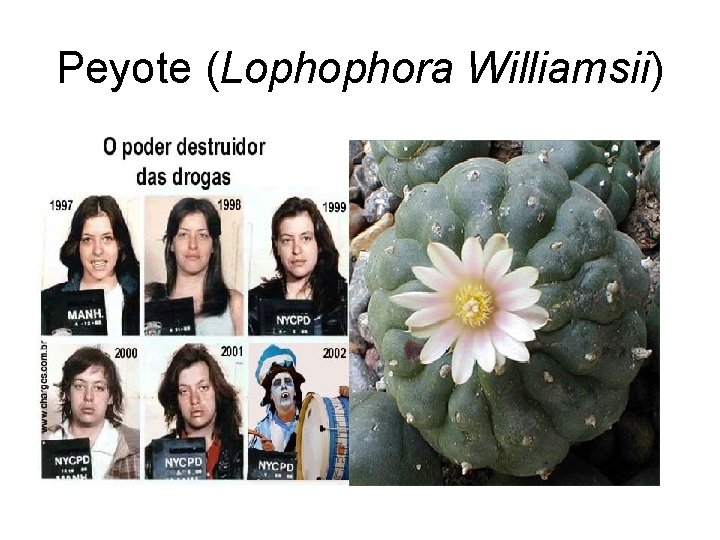 Peyote (Lophophora Williamsii) 