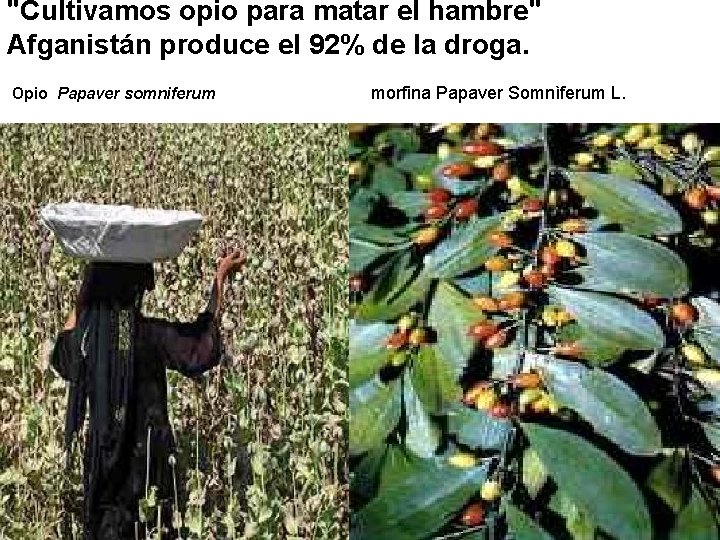 "Cultivamos opio para matar el hambre" Afganistán produce el 92% de la droga. Opio