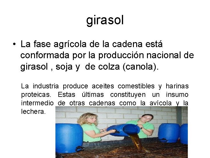 girasol • La fase agrícola de la cadena está conformada por la producción nacional