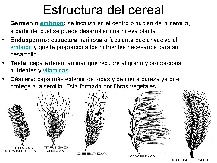 Estructura del cereal Germen o embrión: se localiza en el centro o núcleo de
