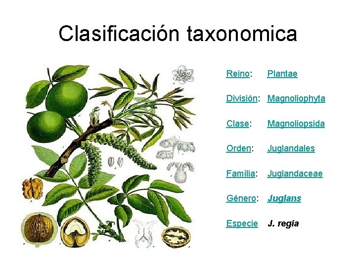 Clasificación taxonomica Reino: Plantae División: Magnoliophyta Clase: Magnoliopsida Orden: Juglandales Familia: Juglandaceae Género: Juglans