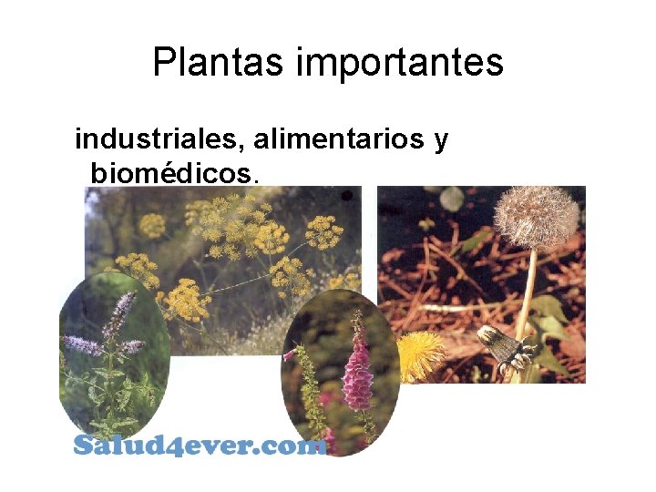 Plantas importantes industriales, alimentarios y biomédicos. 