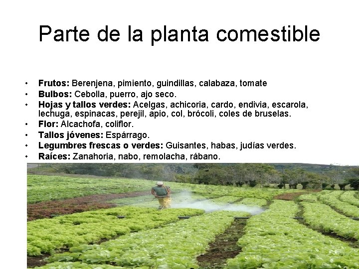 Parte de la planta comestible • • Frutos: Berenjena, pimiento, guindillas, calabaza, tomate Bulbos: