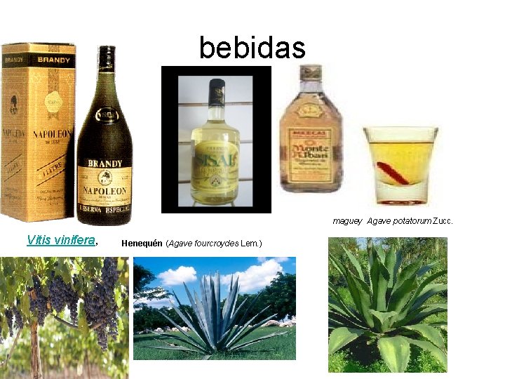 bebidas maguey Agave potatorum Zucc. Vitis vinifera, Henequén (Agave fourcroydes Lem. ) 