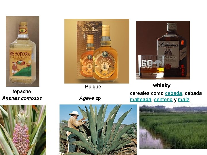 tepache Ananas comosus Pulque Agave sp whisky cereales como cebada, cebada malteada, centeno y