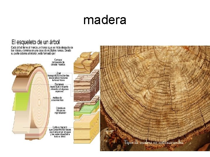 madera 