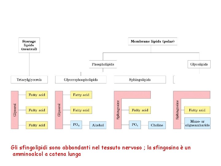 Gli sfingolipidi sono abbondanti nel tessuto nervoso ; la sfingosina è un amminoalcol a