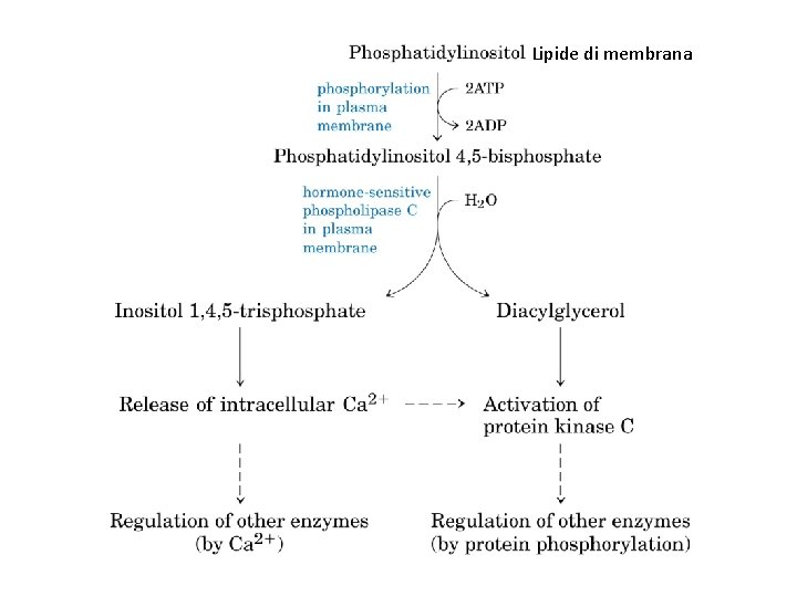 Lipide di membrana 