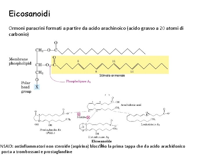 Eicosanoidi Ormoni paracrini formati a partire da acido arachinoico (acido grasso a 20 atomi