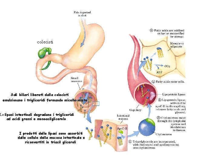 colecisti Sali biliari liberati dalla colecisti emulsionano i trigliceridi formando micelle miste Le lipasi