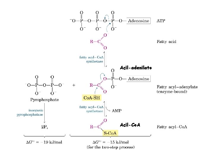 Acil-adenilato Acil-Co. A 