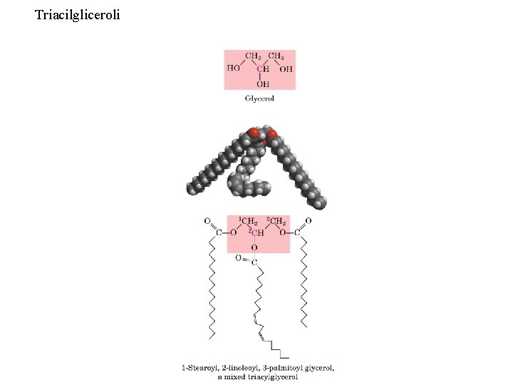 Triacilgliceroli 