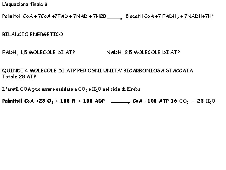 L’equazione finale è Palmitoil Co. A + 7 Co. A +7 FAD + 7