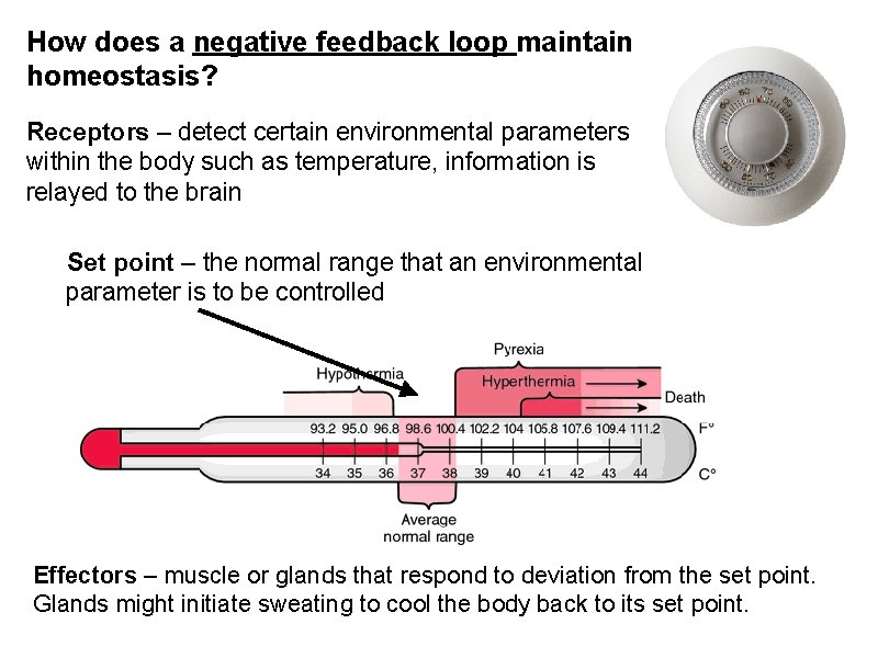 How does a negative feedback loop maintain homeostasis? Receptors – detect certain environmental parameters