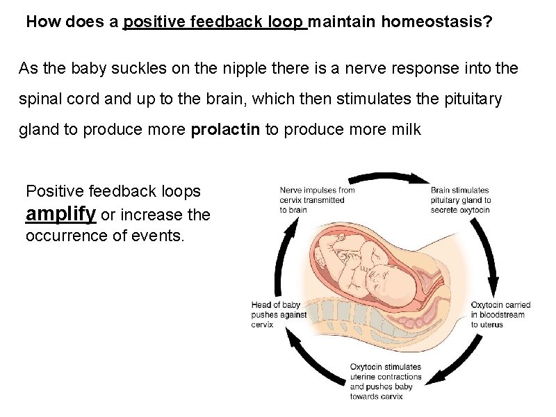 How does a positive feedback loop maintain homeostasis? As the baby suckles on the