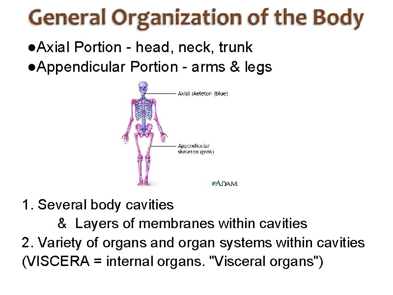 ●Axial Portion - head, neck, trunk ●Appendicular Portion - arms & legs 1. Several